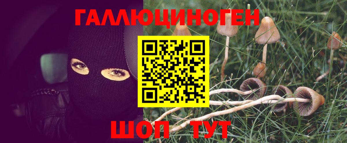 Киров  Псилоцибиновые грибы мицелий  Вход с VPN 